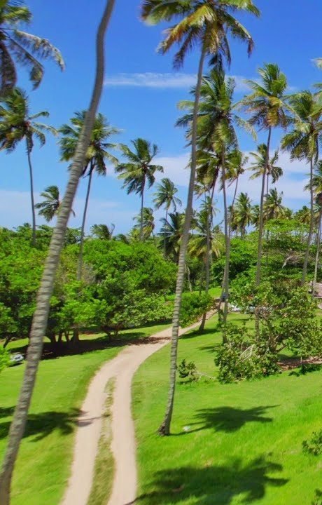Cocoteros y costa de Nagua